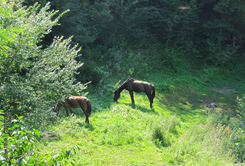 horses grazing in the forest