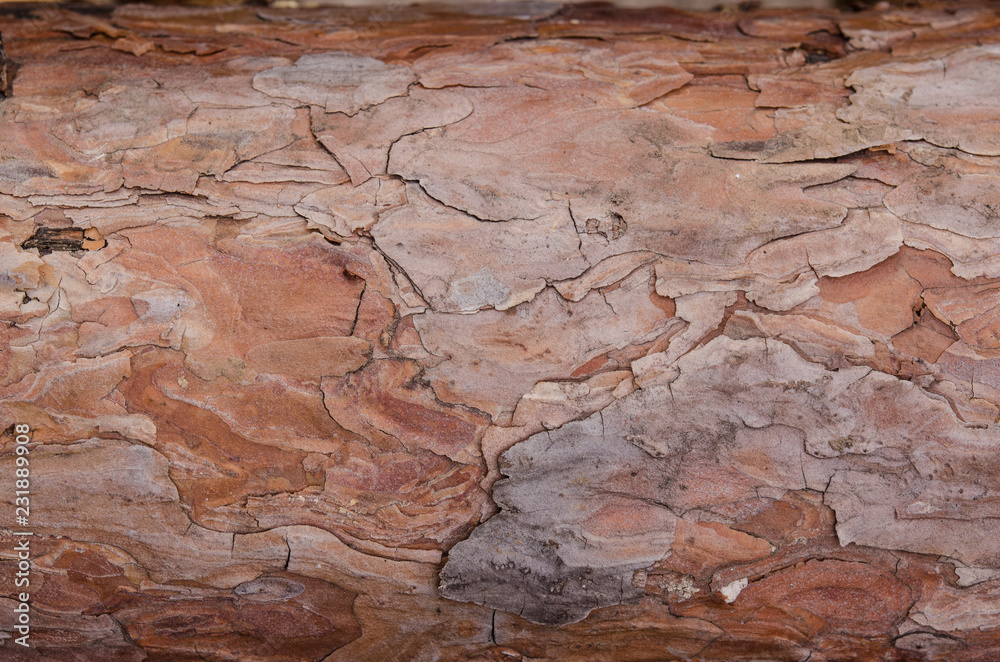 The natural pine bark texture closeup.