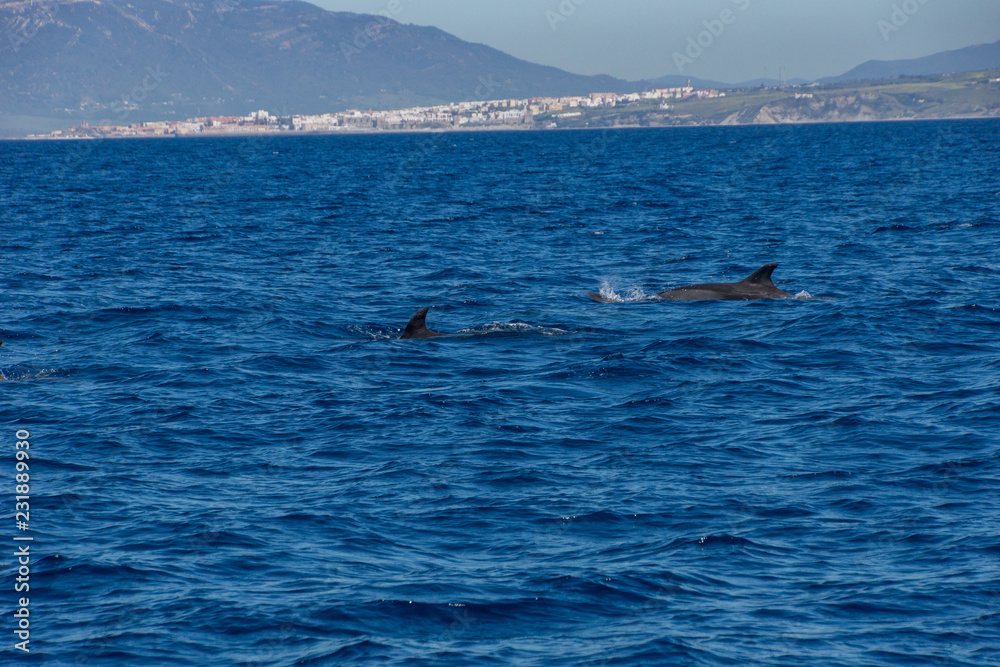 Fototapeta premium Delfine