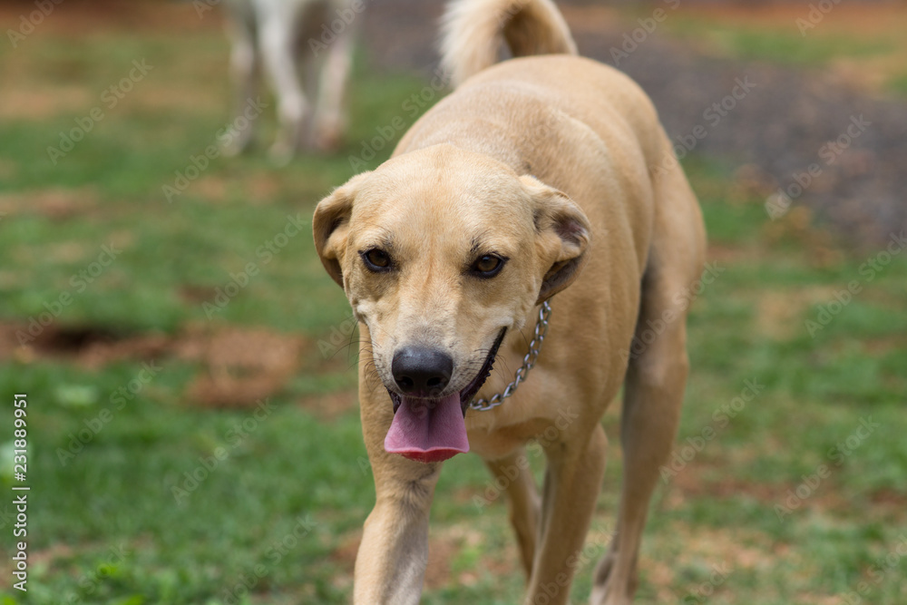 Dog playing on the lawn