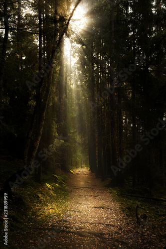 Wallpaper Mural sun rays of light in the forest Torontodigital.ca