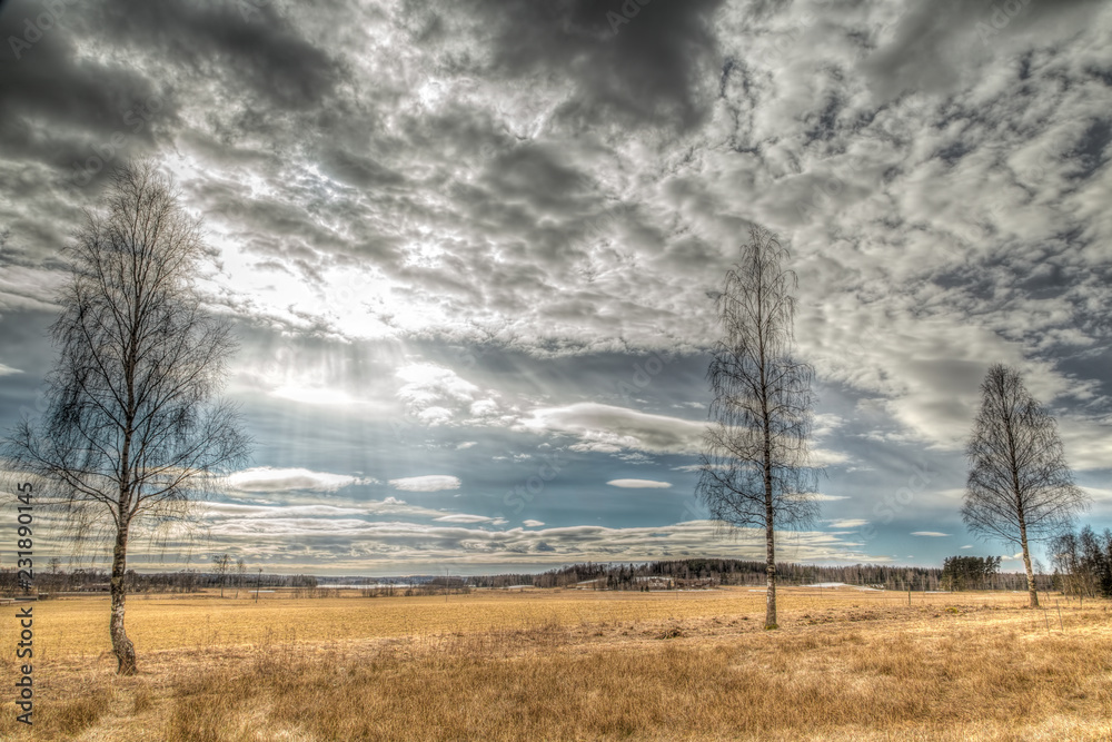 custom made wallpaper toronto digitaltree and sky