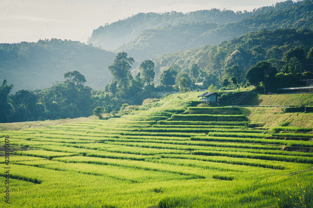 Terrace rice fields. Terrace rice fields.