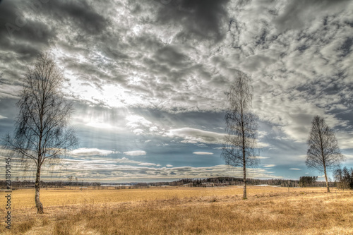 Wallpaper Mural tree and sky Torontodigital.ca