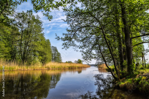 Wallpaper Mural lake in forest Torontodigital.ca