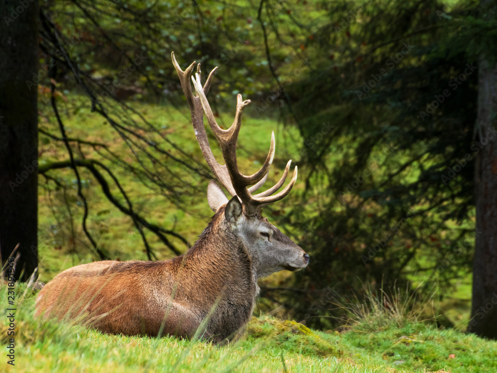 Fototapeta premium Hirsch