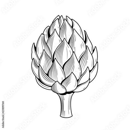 Artichoke vector illustration