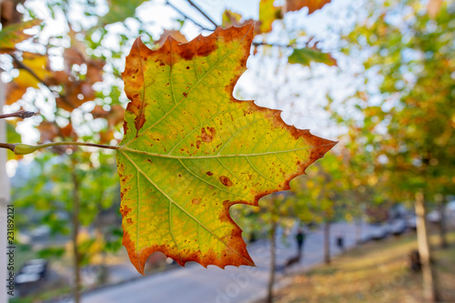 Autumn maple leaves - closeup photography with blured background