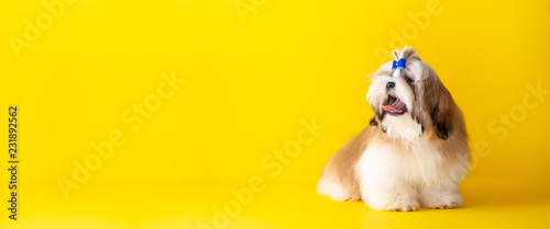 Bild auf Leinwand Banner Shih tzu puppy wearing blue bow