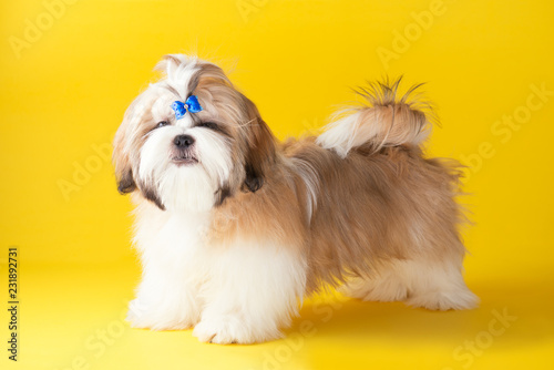 Fotografie Shih tzu puppy wearing blue bow