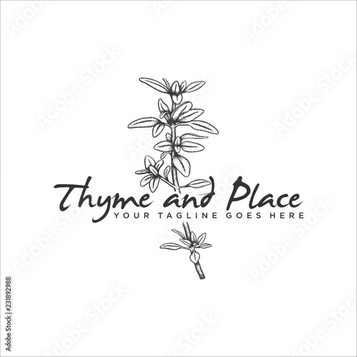 Handrawn herb thyme vector illustration