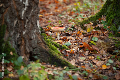 Large red fly agaric with white lamella in a forest with autumn light