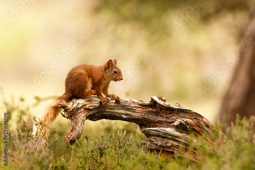 Fotografie Scottish Red Squirrel