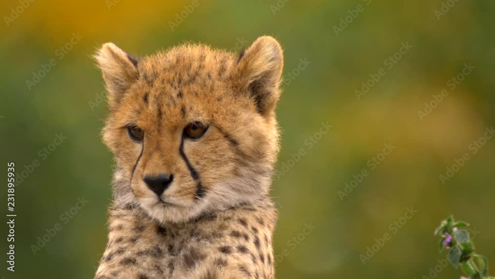 Watchful juvenile cheetah (Acinonyx jubatus) Watchful juvenile cheetah (Acinonyx jubatus)