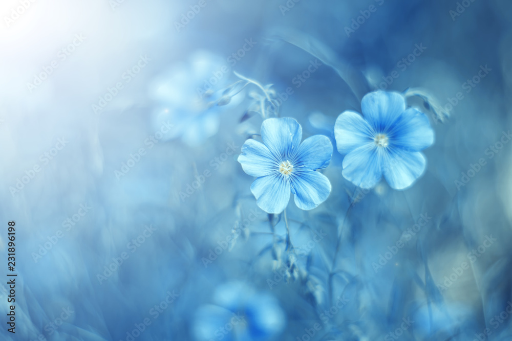 Beautiful blue flax flowers in a meadow in the sunlight on a gentle background. Pastel colors. Selective, soft focus. Art image. - obrazy, fototapety, plakaty 