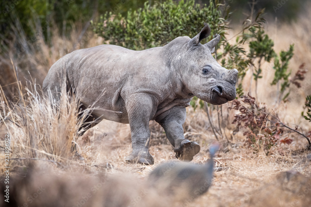 White Rhino calf playing with helmeted guineafowl