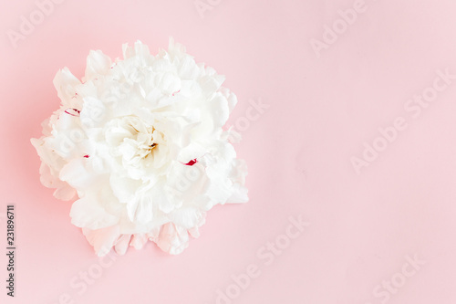 Fototapeta Naklejka Na Ścianę i Meble -  Beautiful, white peony flower on pink background. The texture of a peony. Flat lay, top view. 