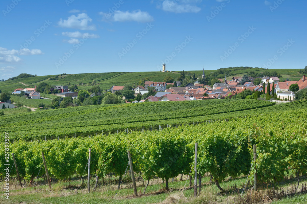 Weinort Vendersheim in der Weinregion Rheinhessen,Rheinland-Pfalz,Deutschland