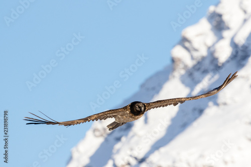 Bearded vulture, Gypaetus barbatus, immature, first year, Vanoise, France 2018