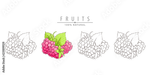 Fresh raspberry on white
