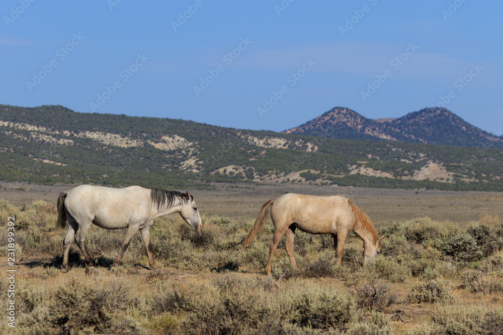 Fototapeta premium Wild horses in the Colorado High Desert