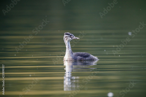 young great crested grebe
