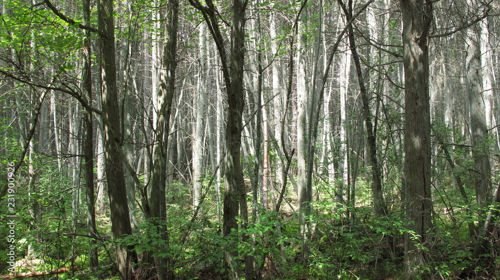 Fototapeta premium trees in the forest