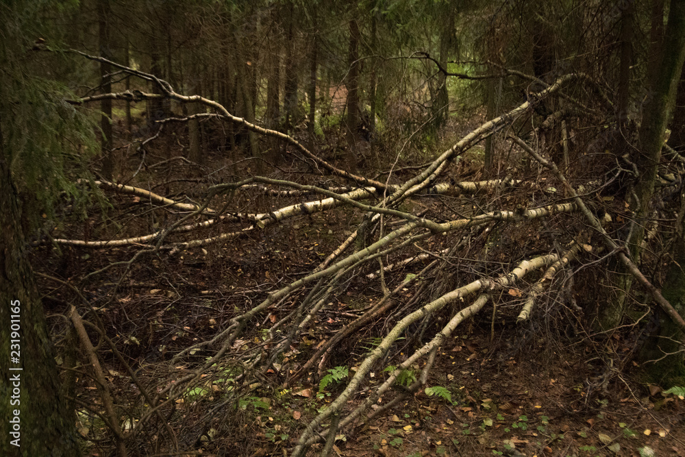 Birch barrier in Nordic forest Birch barrier in Nordic forest