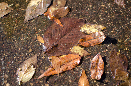 Brown wet dead leaves sitting in a pool of water on the gravel ground in fall