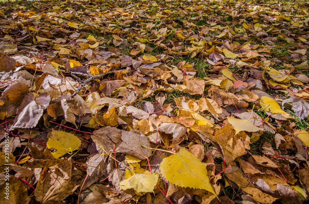 Hundreds of colorful fall leaves on the ground during autumn season