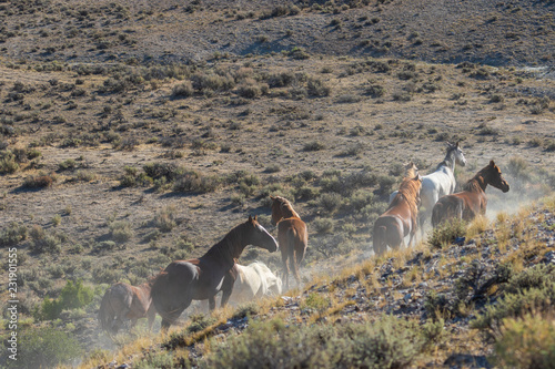 Fototapeta Naklejka Na Ścianę i Meble -  Wild horses in the Colorado High Desert