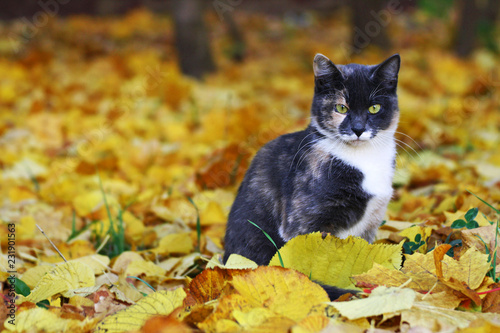 Сat sitting among the bright fallen autumn leaves.