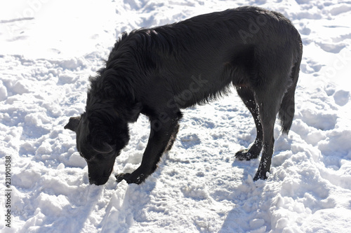 A large black dog stands with its head bowed in the white snow.