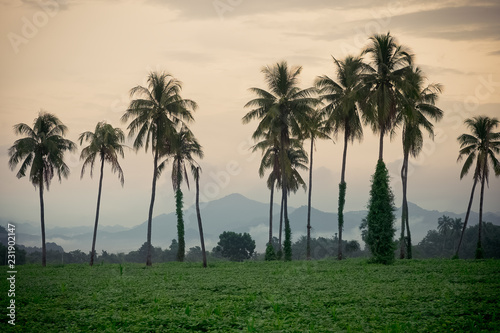 sunhemp field in evening