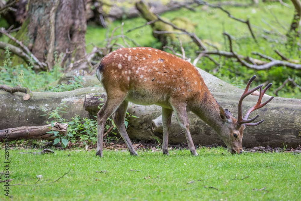 Deer Deer