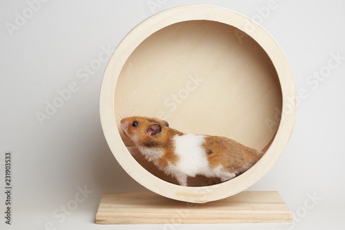 Syrian hamster play with an hamster wheel