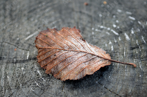 Frozen leaf on tree stump