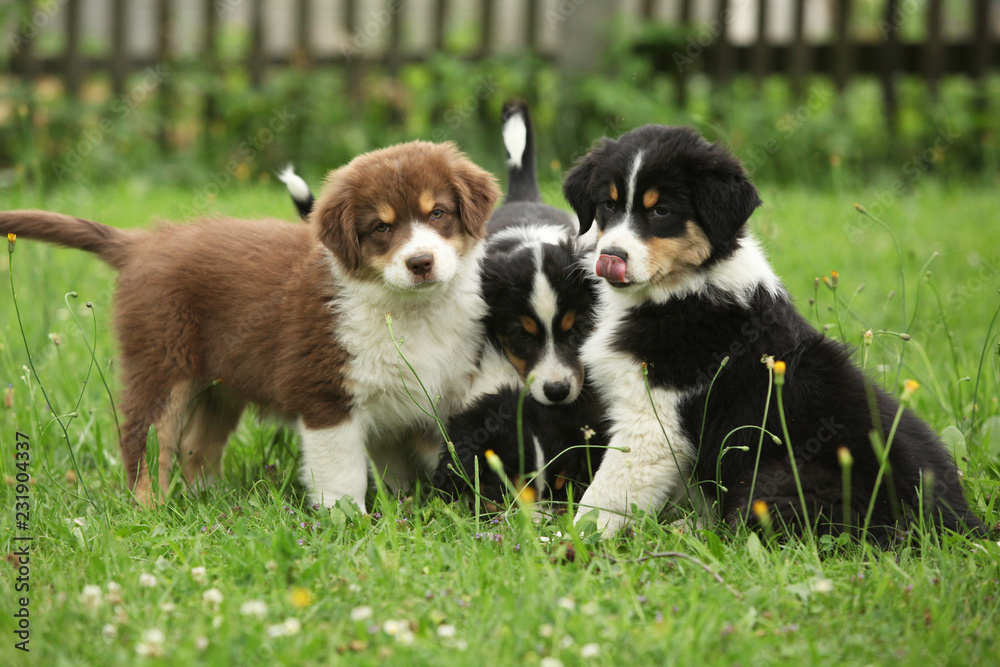 Puppies together in the garden