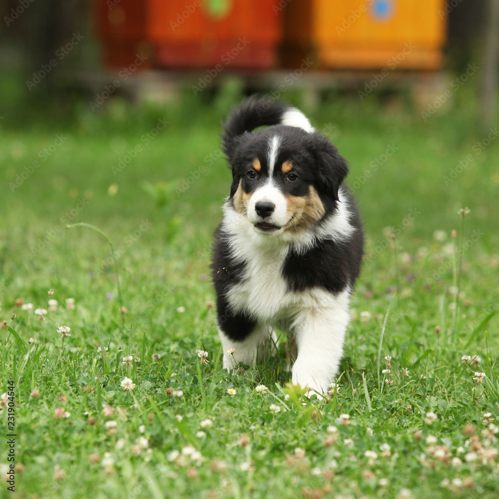 Amazing puppy moving in the garden