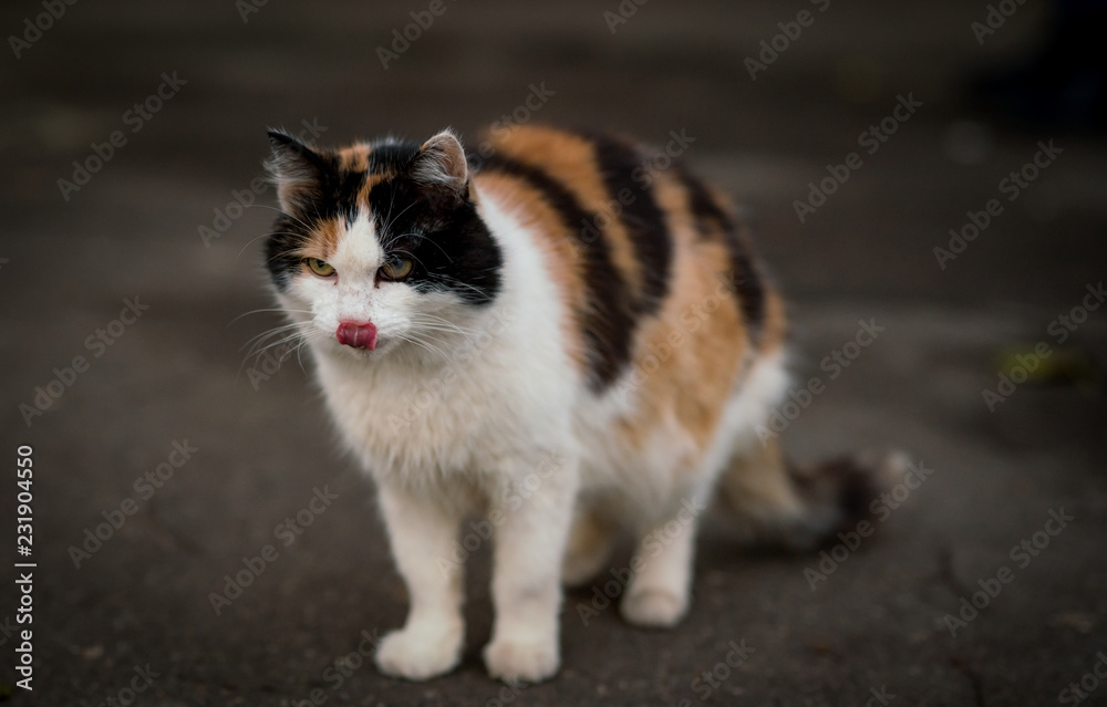 Beautiful multicolored cat stuck out his tongue Beautiful multicolored cat stuck out his tongue