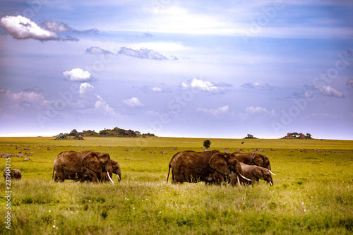 herd of elephants in savannah