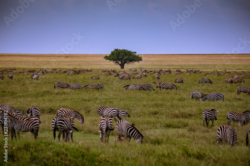 herd of zebras in africa