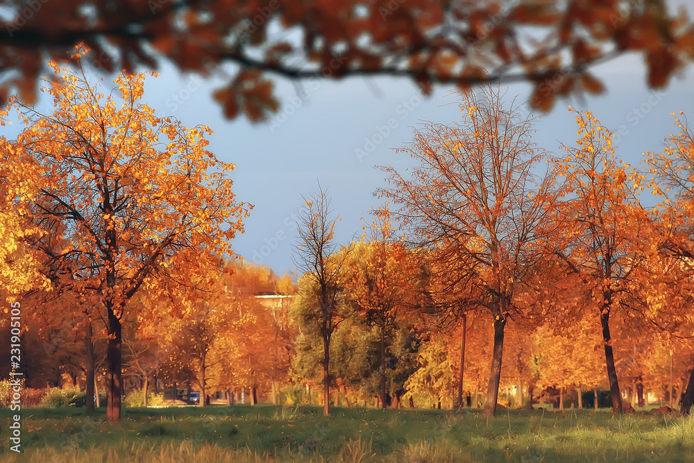 Fototapeta premium autumn landscape / yellow trees in autumn park, bright orange forest