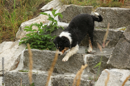 Fototapeta Naklejka Na Ścianę i Meble -  Amazing puppy moving on the stairs