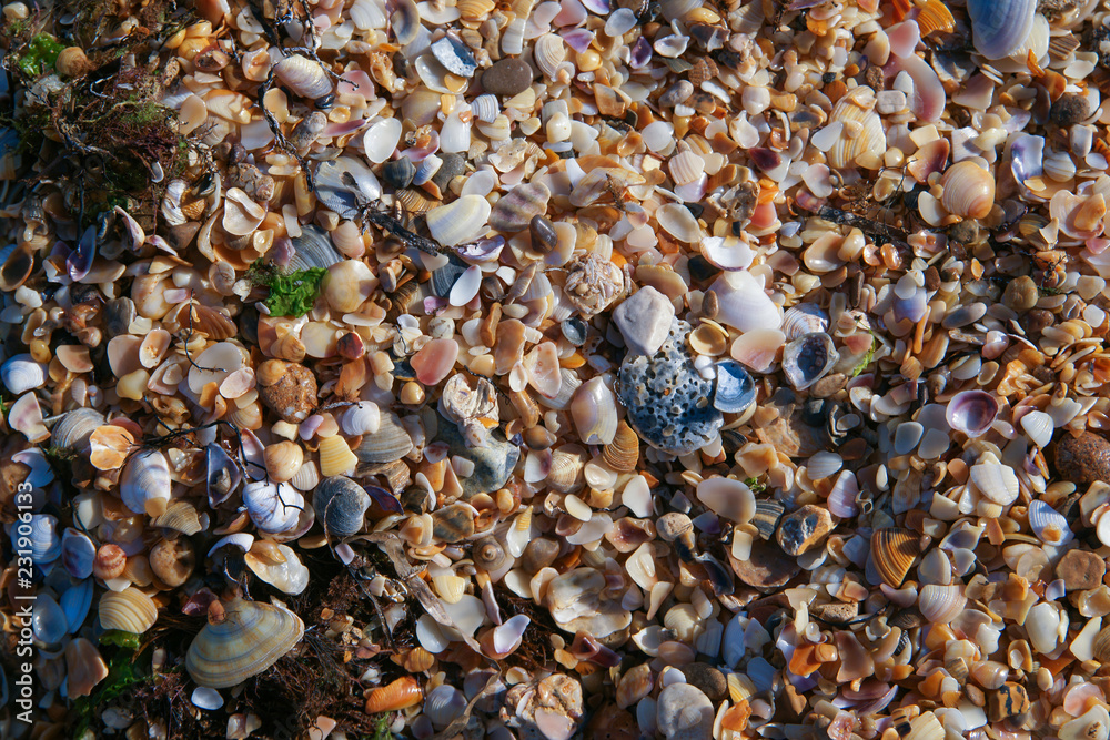 shell beach pattern
