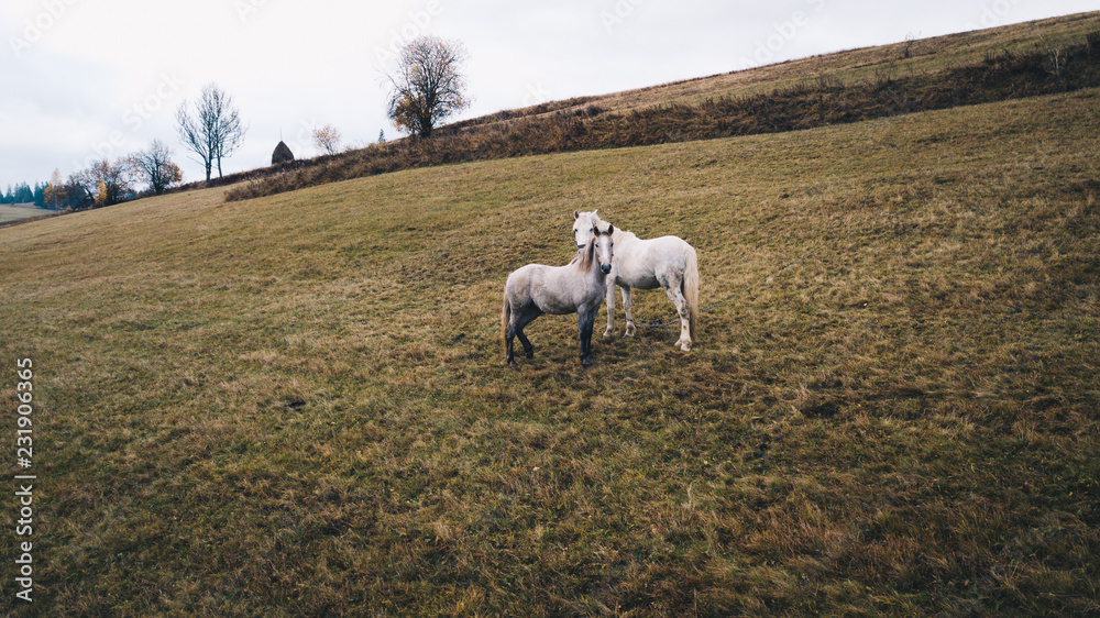 Obraz premium Two beautiful white horses graze on the green grass meadow on the mountain hill. Gloomy autumn day