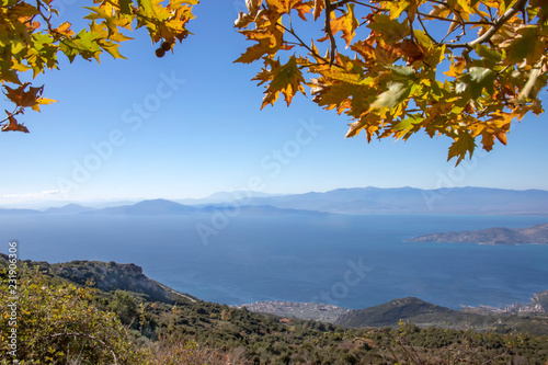 Branch of plane tree with golden autumn leaves against a background of blue sky, sea, green hills and blue mountains