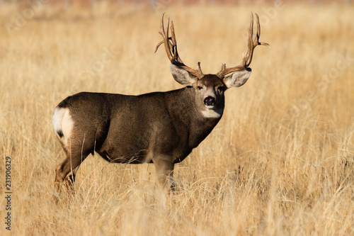 Wild Deer on the High Plains of Colorado - Mule Deer Buck