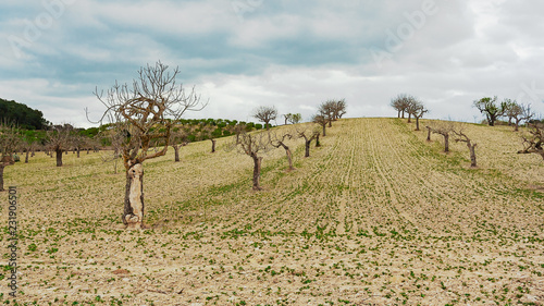 Field with fig trees and cloudy sky