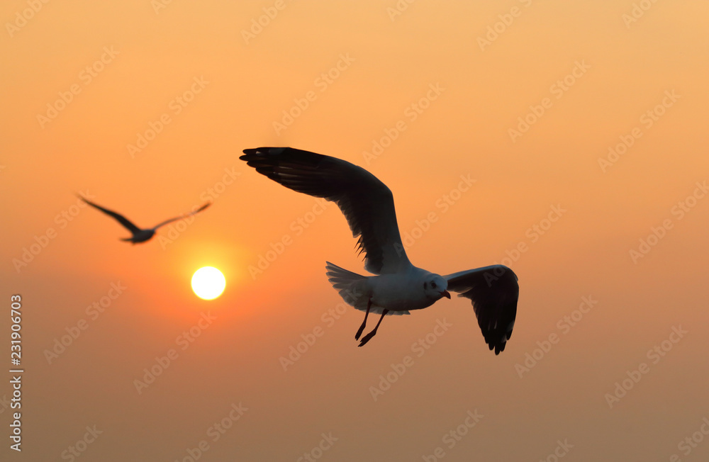 Fototapeta premium Seagulls flying freely on the sky at sunset